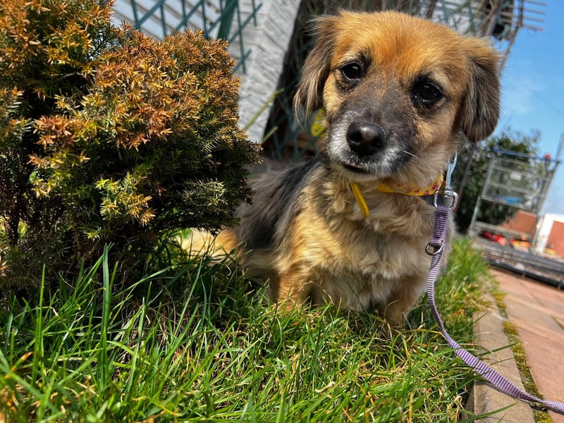 Lipi - liebe Minimaus