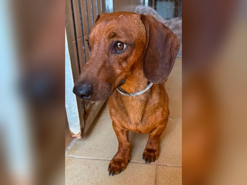 Peanut ist ein sensibler, liebenswerter Hund
