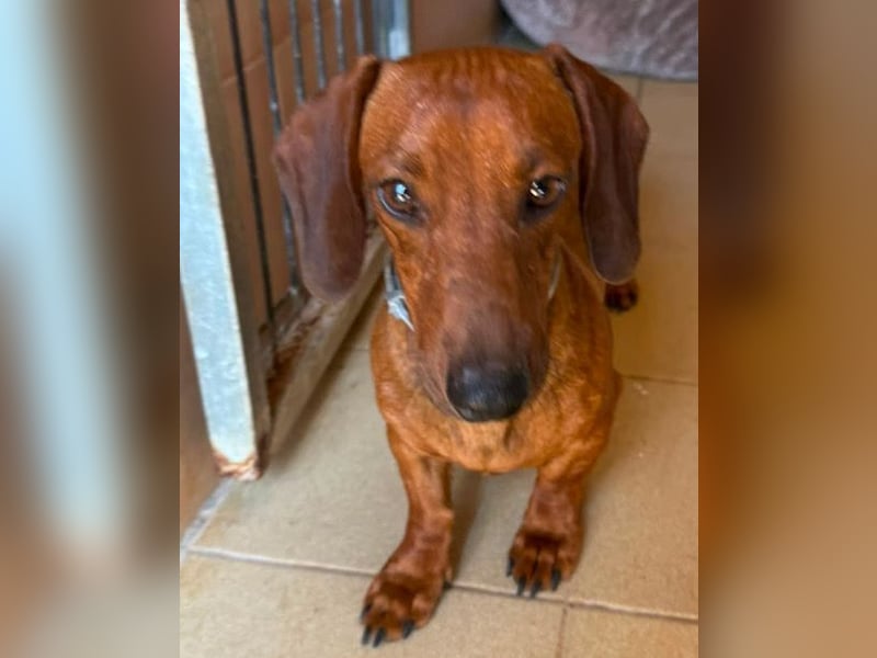 Peanut ist ein sensibler, liebenswerter Hund