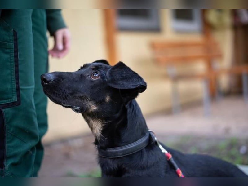 Larina, Dackelmix-Hündin, geb. 2021, kl. Hündin mit großem Herzen