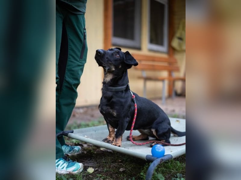 Larina, Dackelmix-Hündin, geb. 2021, kl. Hündin mit großem Herzen