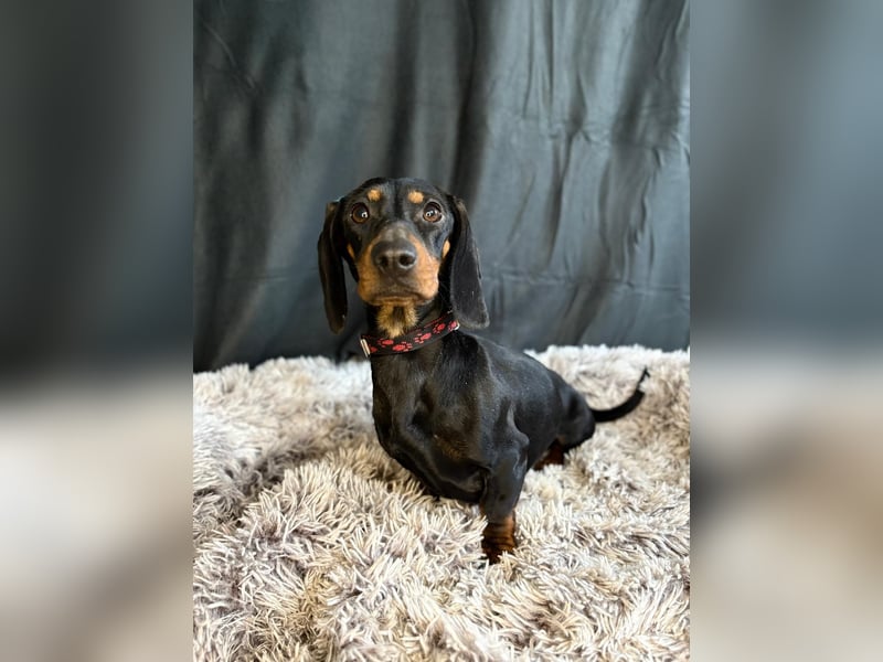 Mirta KK - Bezaubernde Vierbeinerin im Dackelformat