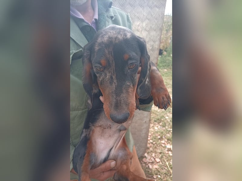 Bandi – Ein kleiner Dackel-Held sucht ein echtes Zuhause! ✨