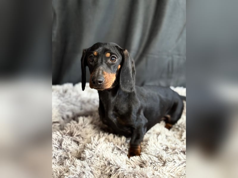 Mirta KK - Bezaubernde Vierbeinerin im Dackelformat