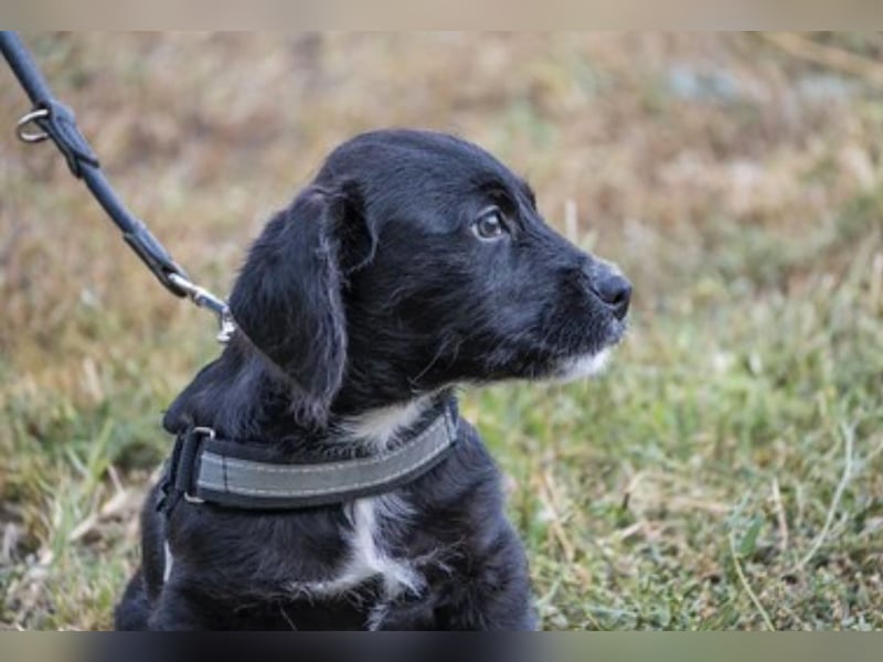 Matyi SI - kurze Beine, großer Charakter
