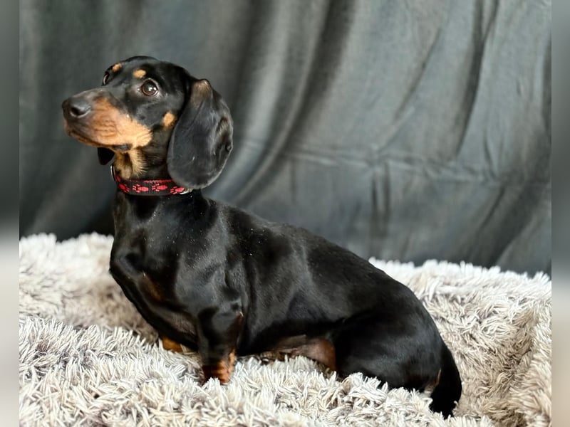 Mirta KK - Bezaubernde Vierbeinerin im Dackelformat