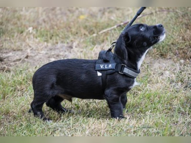 Matyi SI - kurze Beine, großer Charakter