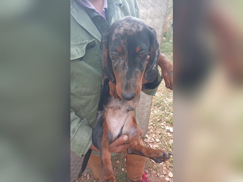 Bandi – Ein kleiner Dackel-Held sucht ein echtes Zuhause! ✨