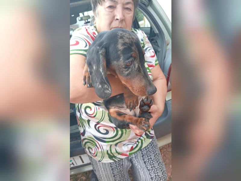 Bandi – Ein kleiner Dackel-Held sucht ein echtes Zuhause! ✨
