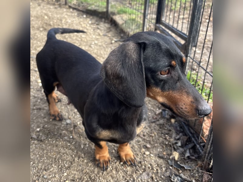 DORKA HAT LIEBE VERDIENT