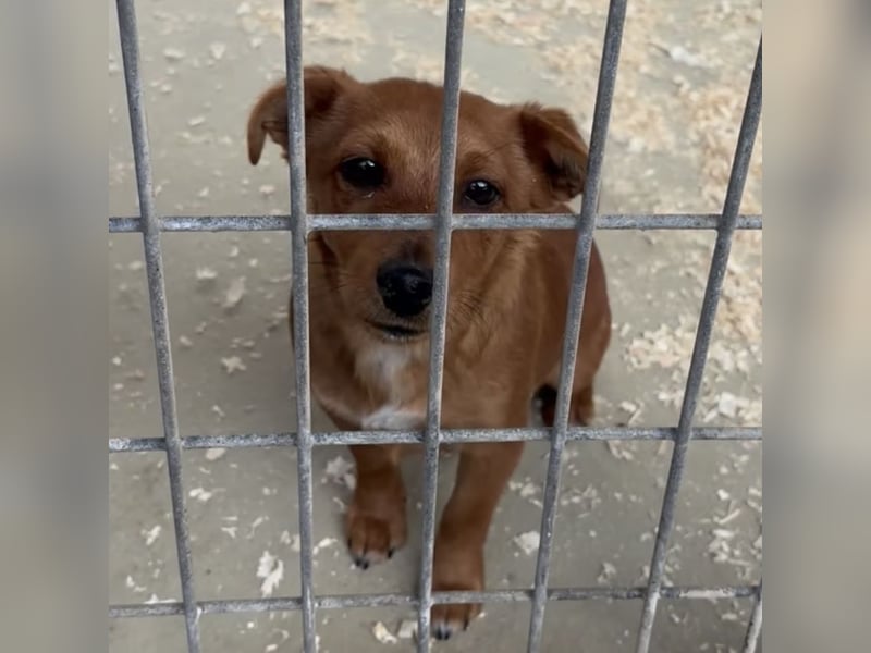 BENSO HATTE EIN ZUHAUSE