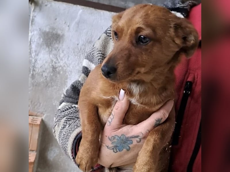 BENSO HATTE EIN ZUHAUSE