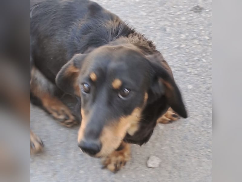 Lili sucht ihr Glück