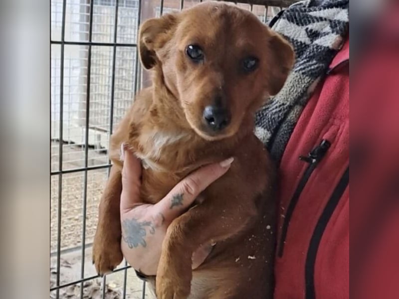 BENSO HATTE EIN ZUHAUSE