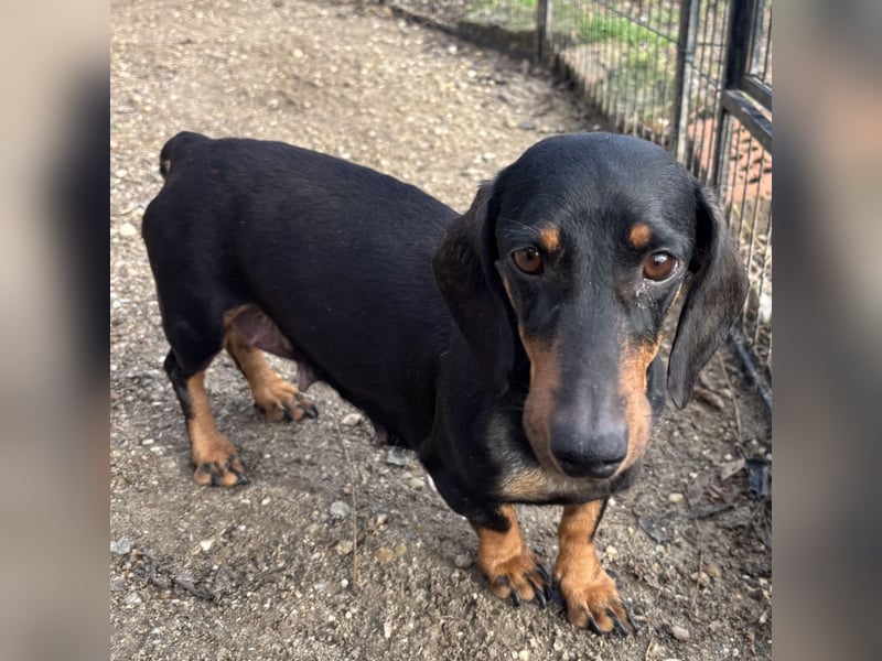 DORKA HAT LIEBE VERDIENT