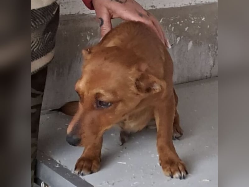 BENSO HATTE EIN ZUHAUSE