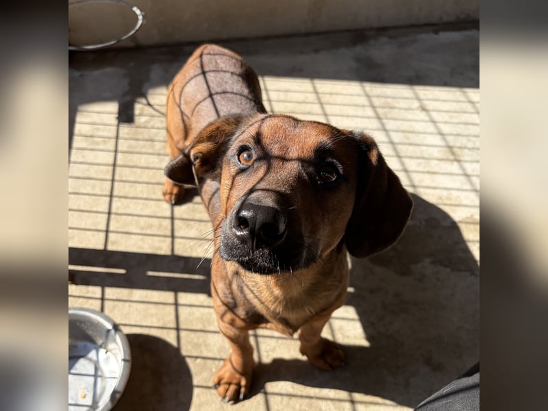 Terence - lieber Herzenshund