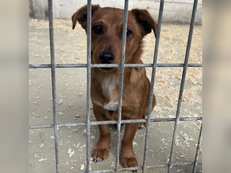 BENSO HATTE EIN ZUHAUSE