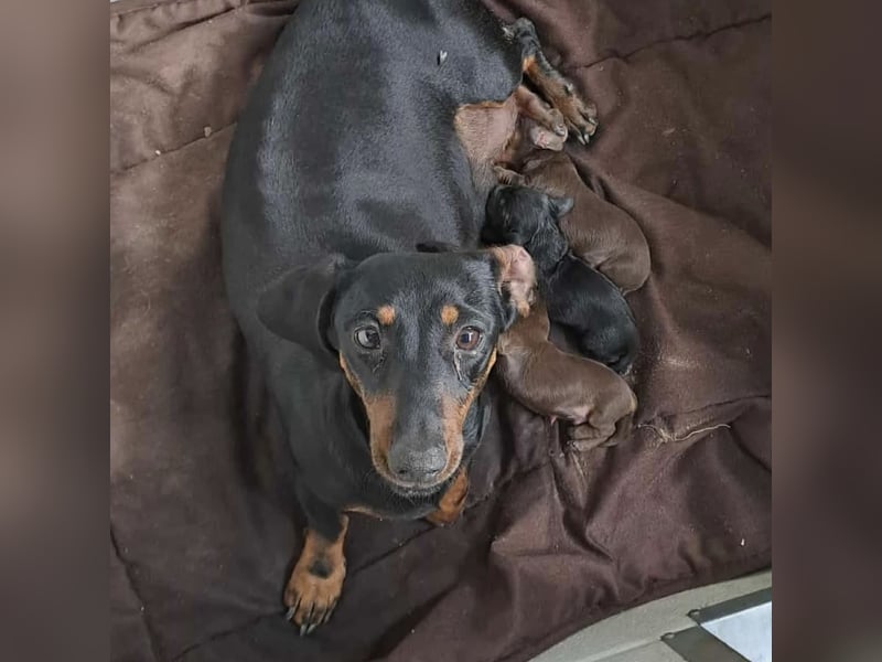 Babu sucht ihre Menschen