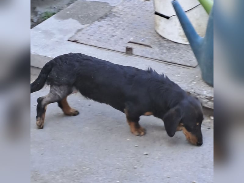 Lili sucht ihr Glück