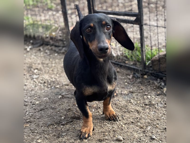 DORKA HAT LIEBE VERDIENT