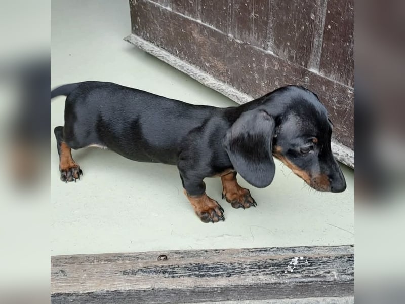 Milla - süßes Dackelmädchen
