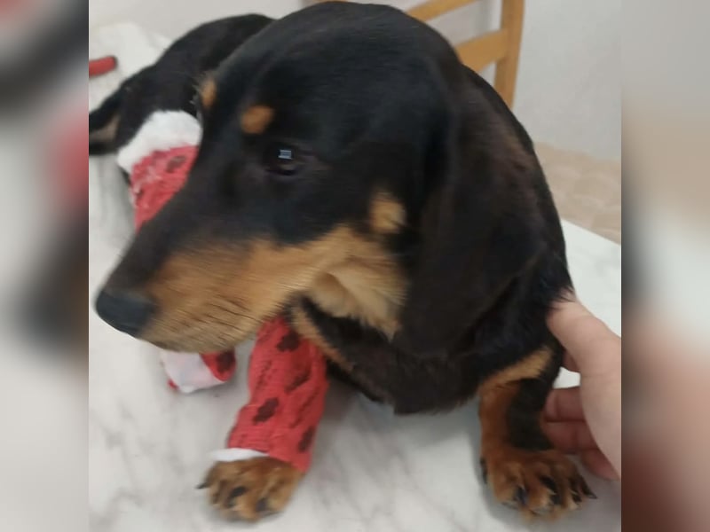 Lili sucht ihr Glück