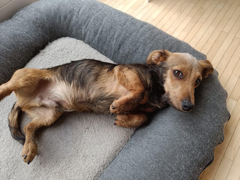 Soma, geboren 02.07.2025, 22cm sucht sein Zuhause (Pflegestelle in Steinfurt)