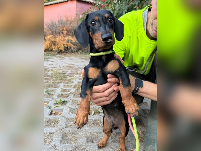 Hugo, geboren 29.04.2026, 24cm sucht sein Plätzchen