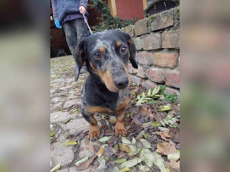 Hunor, geboren 12.06.2024, 26cm sucht seine Menschen