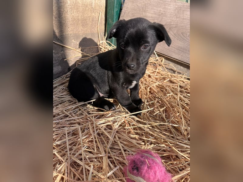 Alina, 11 Wochen sucht ihre Menschen