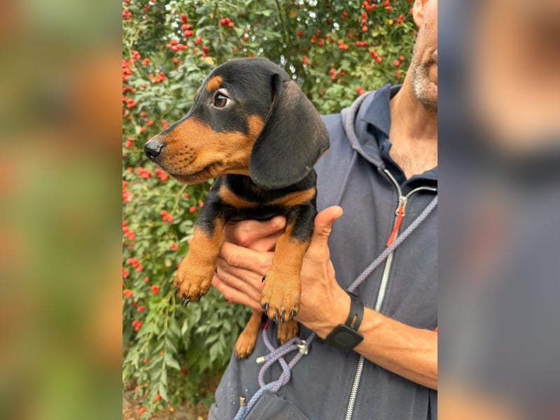 Noel, geboren 22.06.2026, 17cm sucht Dackel-Fan