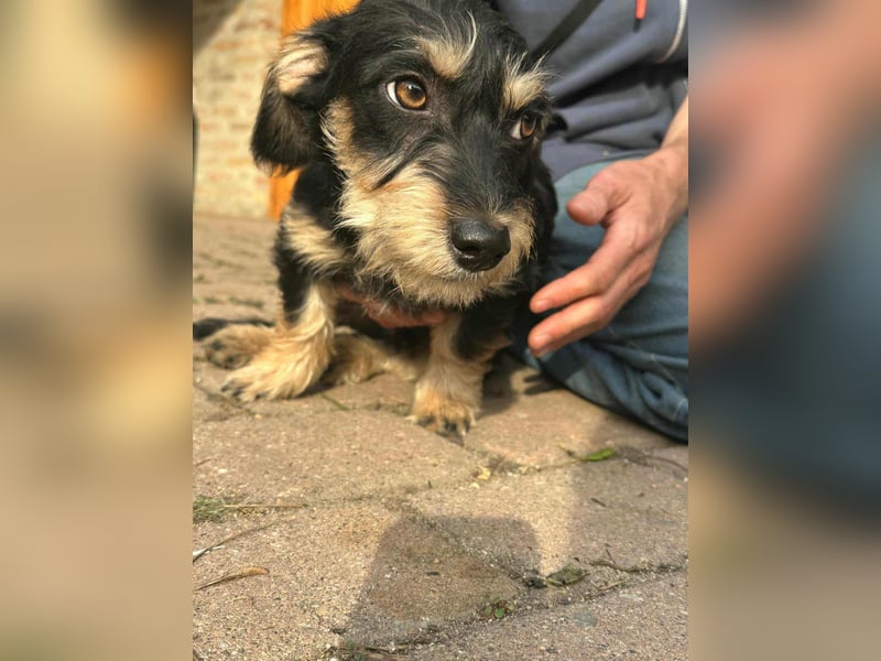 Benito, geboren 03.2025, 25cm sucht seine Menschen