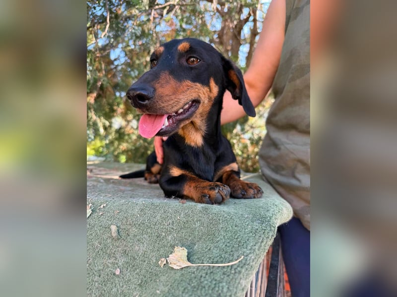 Monty, geboren 12.04.2025, 26cm sucht Dackel Zuhause
