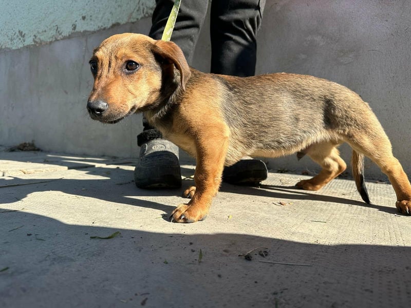 Pluto, geboren 05.11.2025, 24cm sucht sein Glück