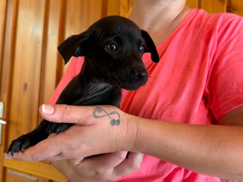 Pedro, 18.06.2026 geboren, 15cm sucht seine Chance