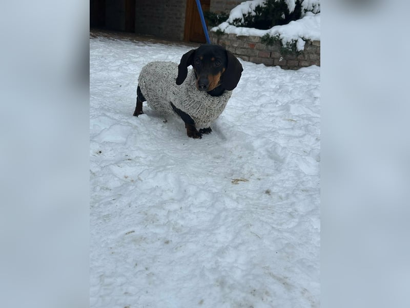 Stella, geboren 01.01.2023, 24cm sucht DICH!