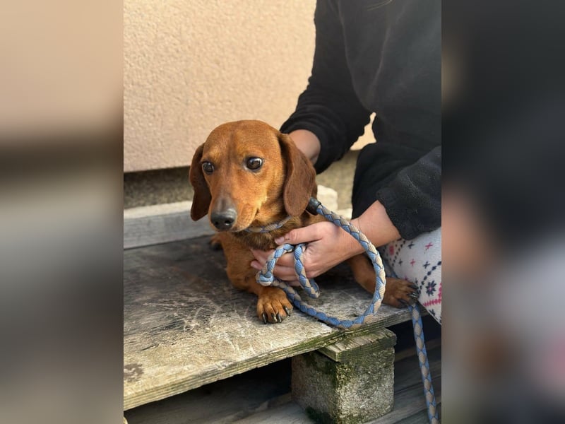 Mogyi, geboren 01.01.2022, 26cm sucht sein Glück