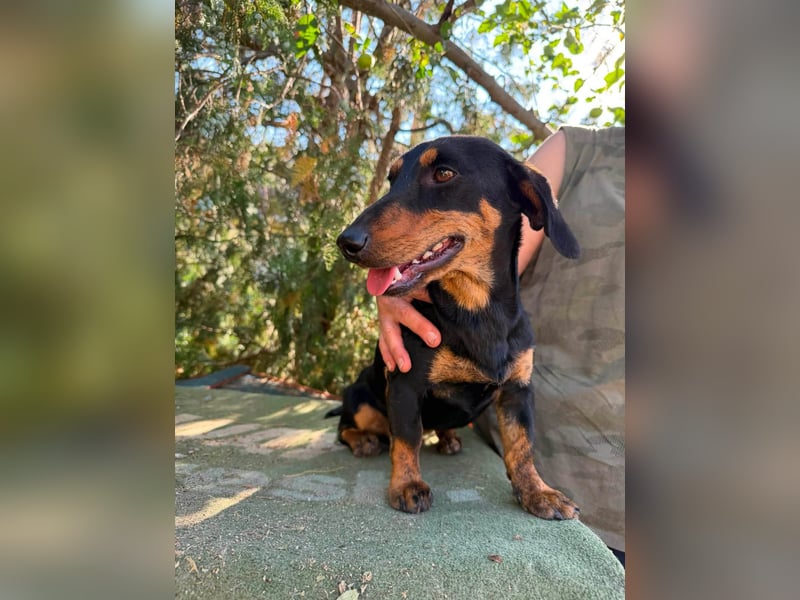 Monty, geboren 12.04.2025, 26cm sucht Dackel Zuhause