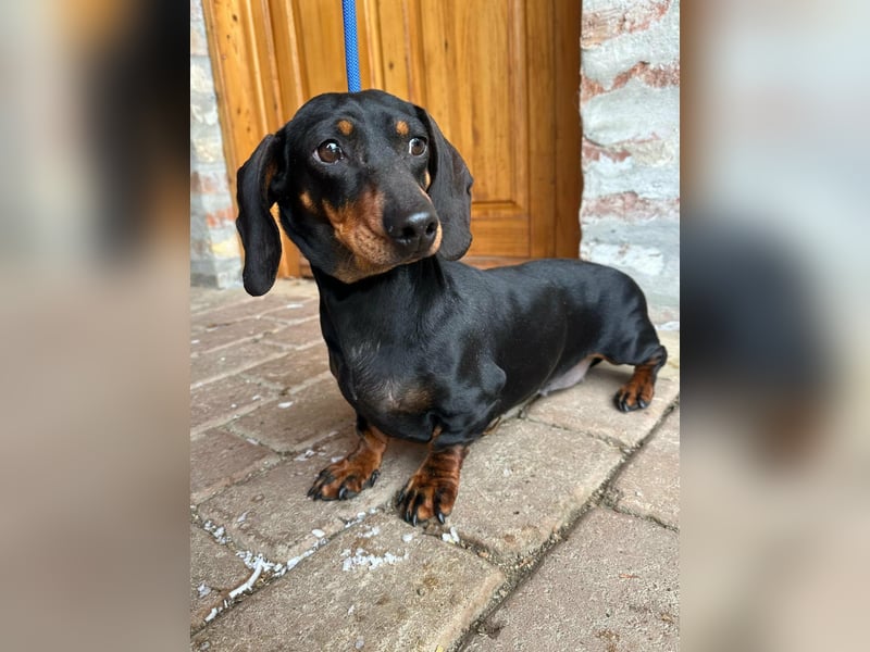 Stella, geboren 01.01.2023, 24cm sucht ihr Glück