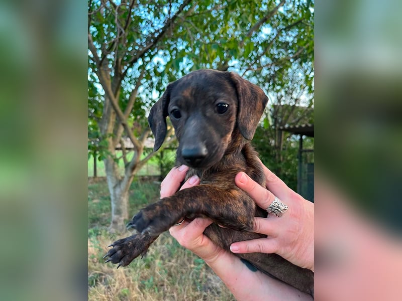Tuttifrutti, geboren 20.03.2026, 22cm sucht ihre Menschen