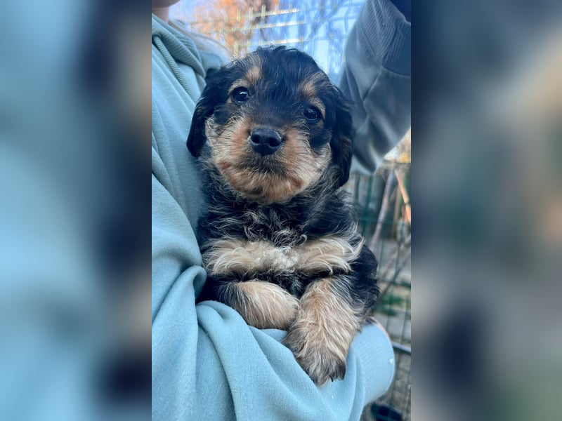 Jessica, geboren 19.01.2026 sucht ihre Menschen