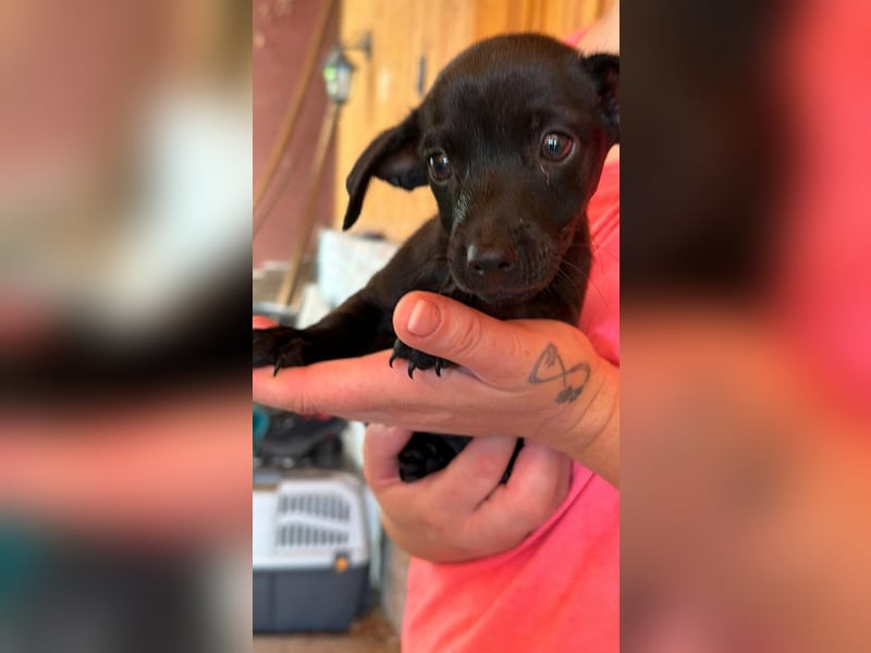 Pedro, 18.06.2026 geboren, 15cm sucht seine Chance