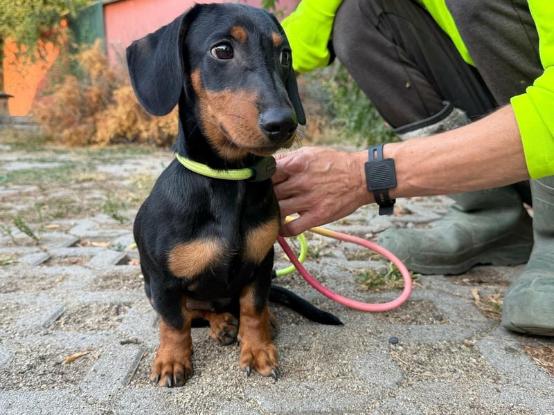 Hugo, geboren 29.04.2026, 24cm sucht sein Plätzchen