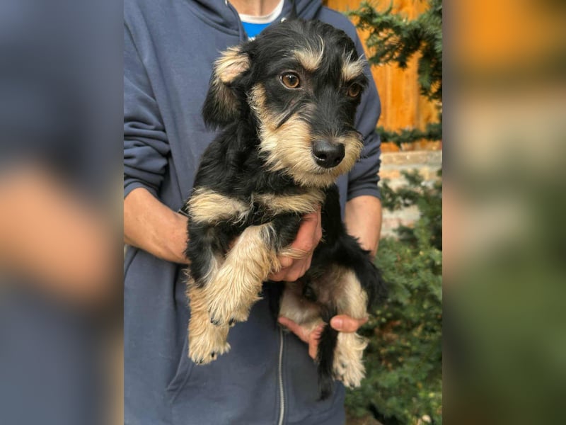 Benito, geboren 03.2025, 25cm sucht seine Menschen
