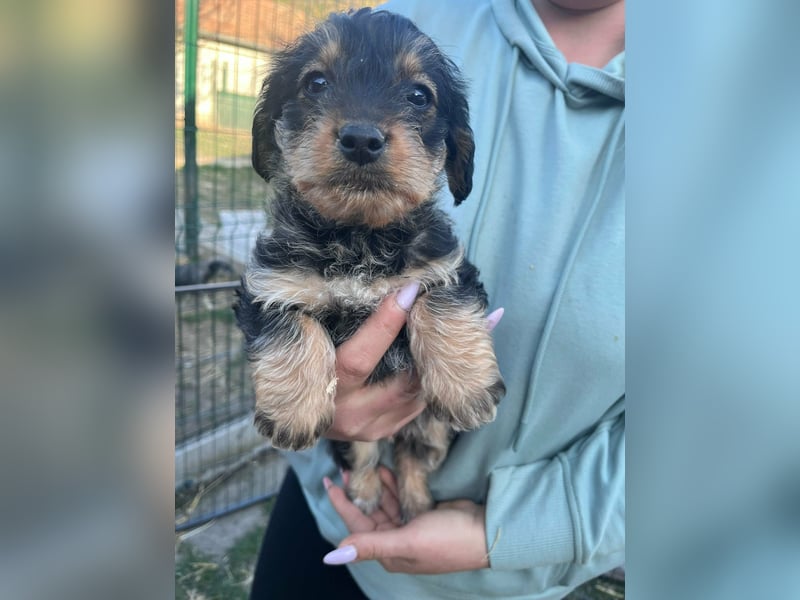 Jessica, geboren 19.01.2026 sucht ihre Menschen