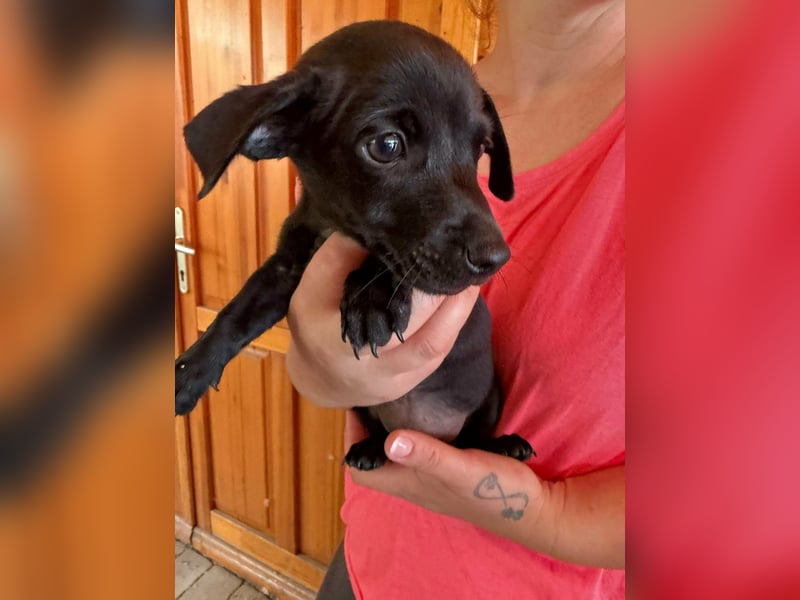 Pedro, 18.06.2026 geboren, 15cm sucht seine Chance