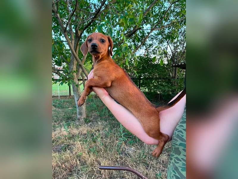 Bonbonetti, geboren 20.03.2026, 22cm sucht ihr Körbchen