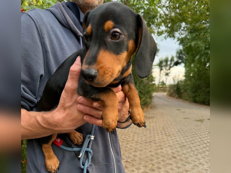 Noel, geboren 22.06.2026, 17cm sucht Dackel-Fan