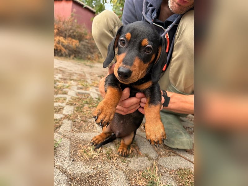 Noel, geboren 22.06.2026, 17cm sucht Dackel-Fan